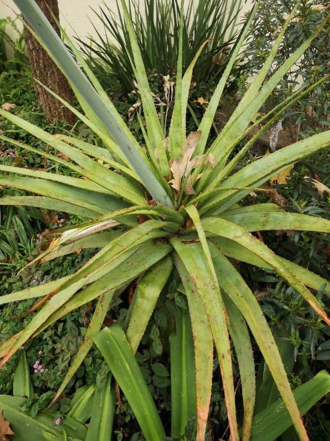 Aloe 4