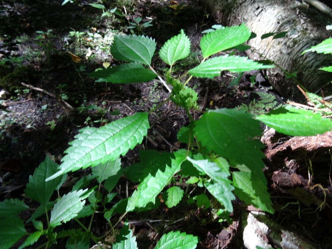 Pilea 7
