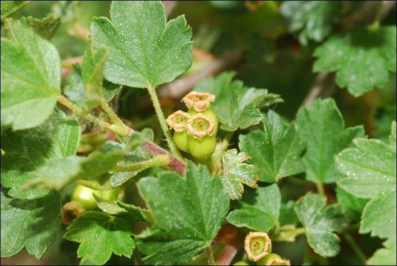 Ribes sardo 2