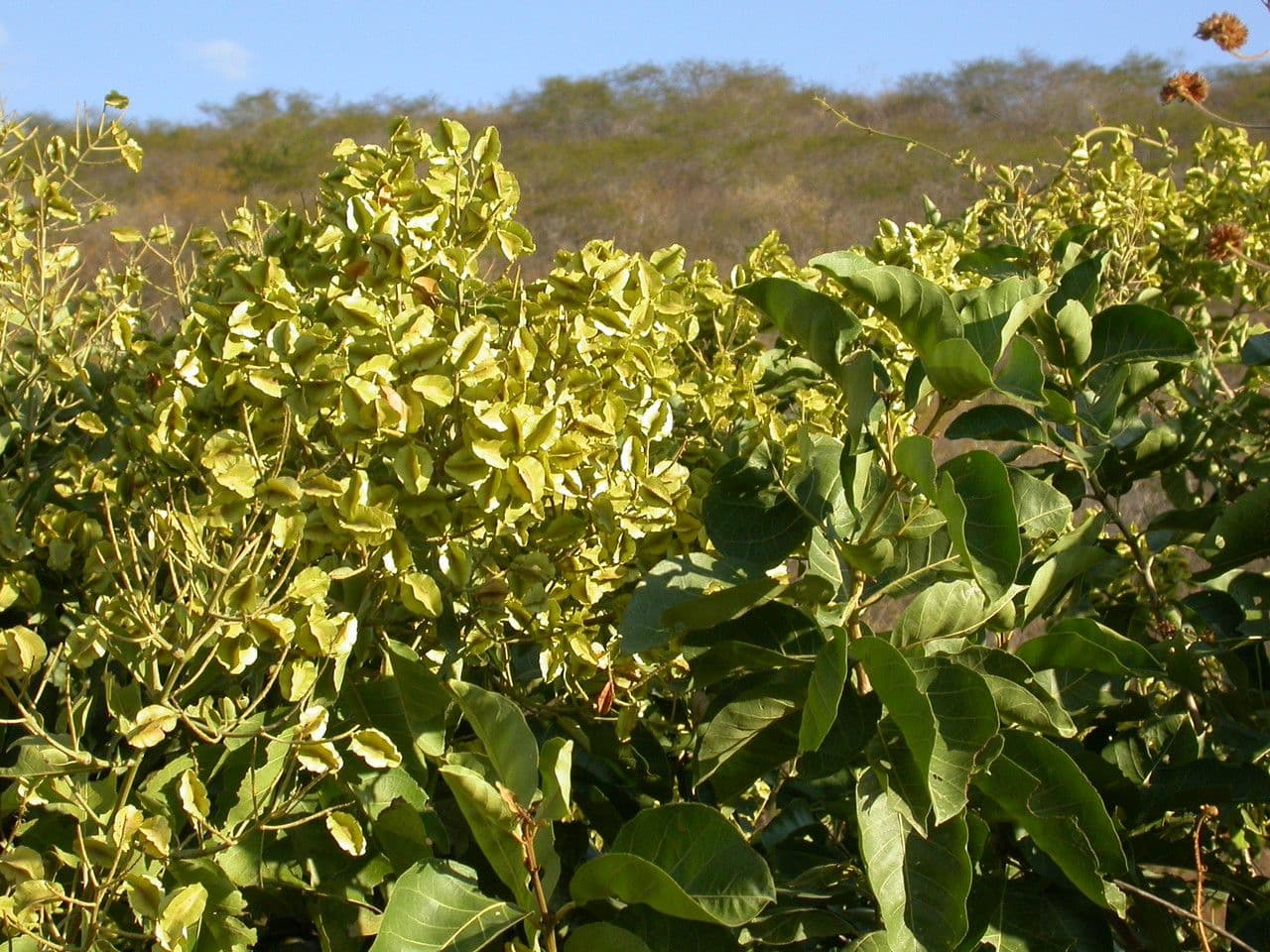 Combretum 2