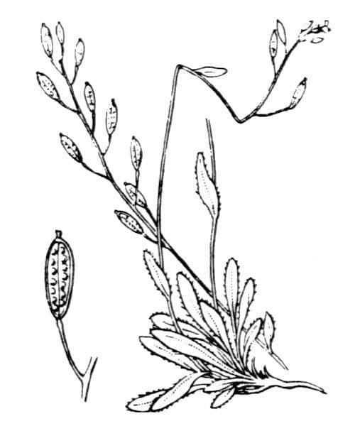 Draba 23