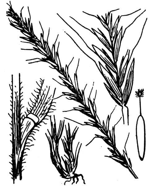 Grannenhafer 29