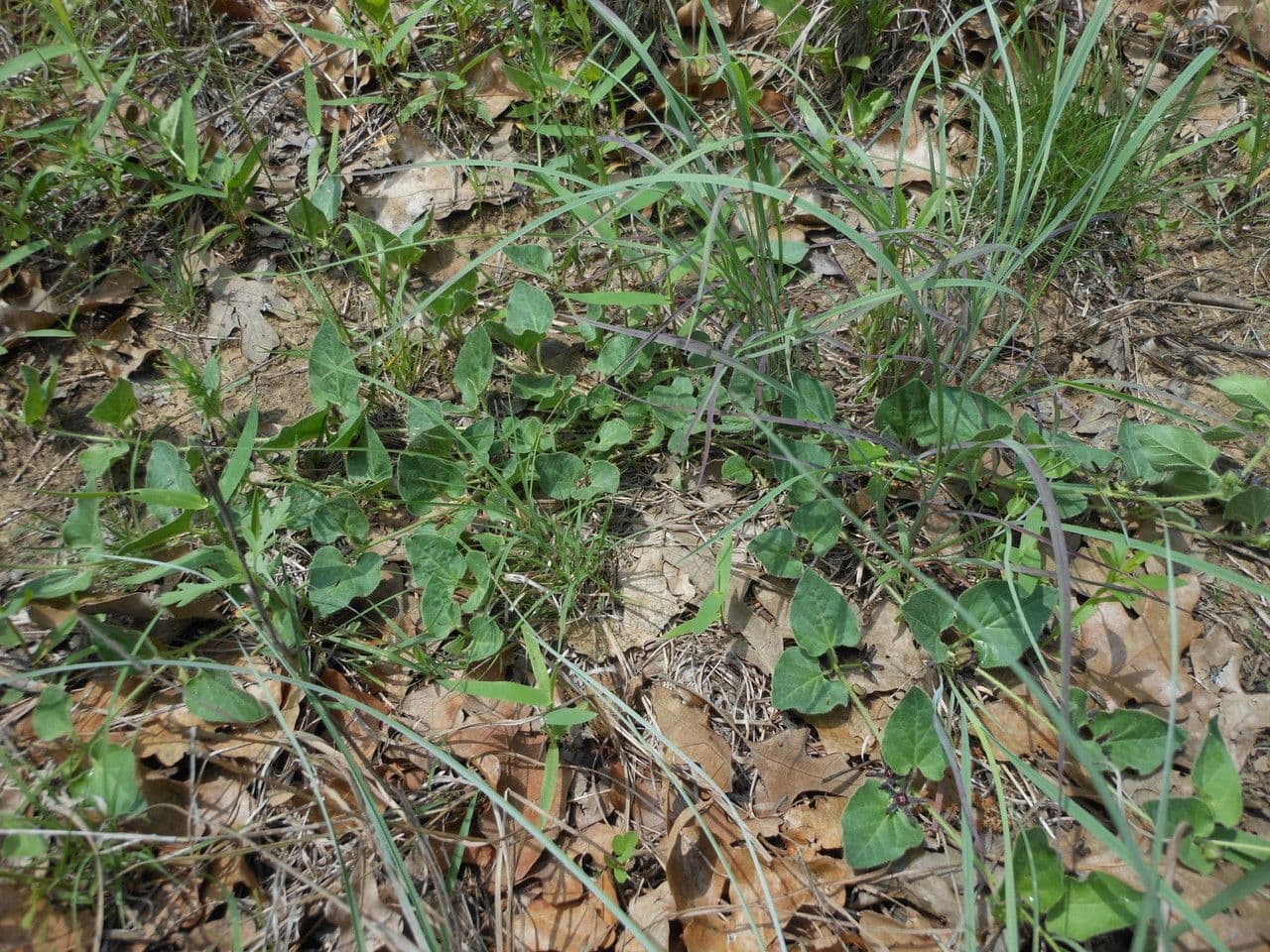 Matelea biflora 15