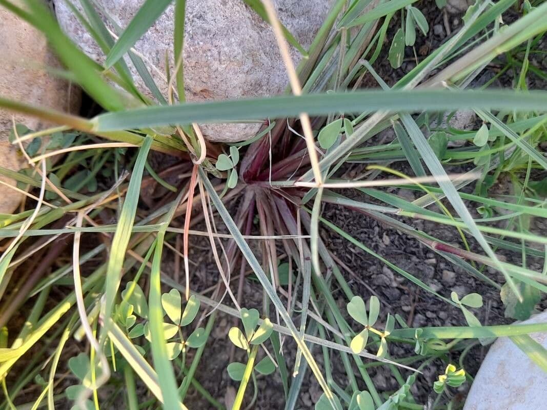 Aristida comune 26