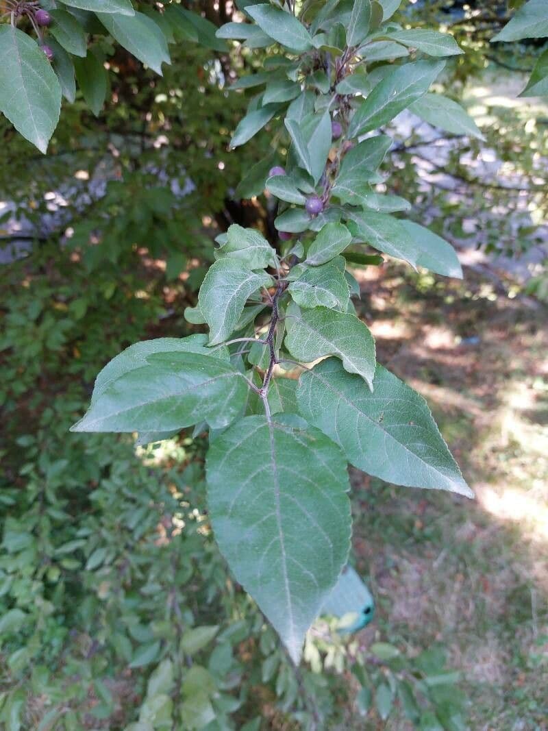 Hupeh-Apfel 18