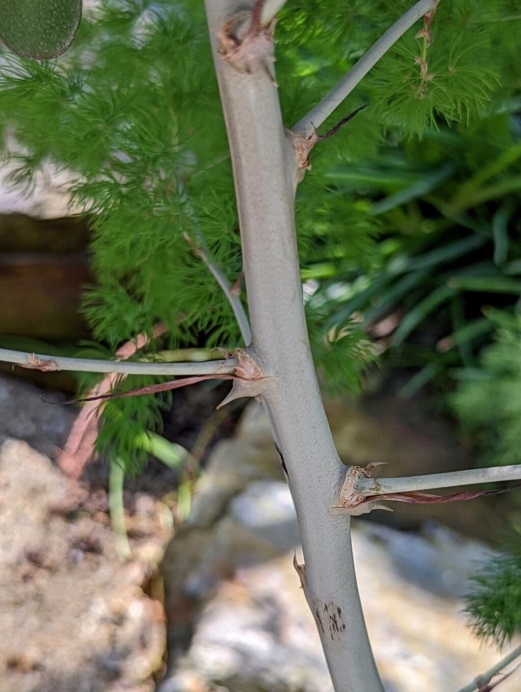 Asparagus 7