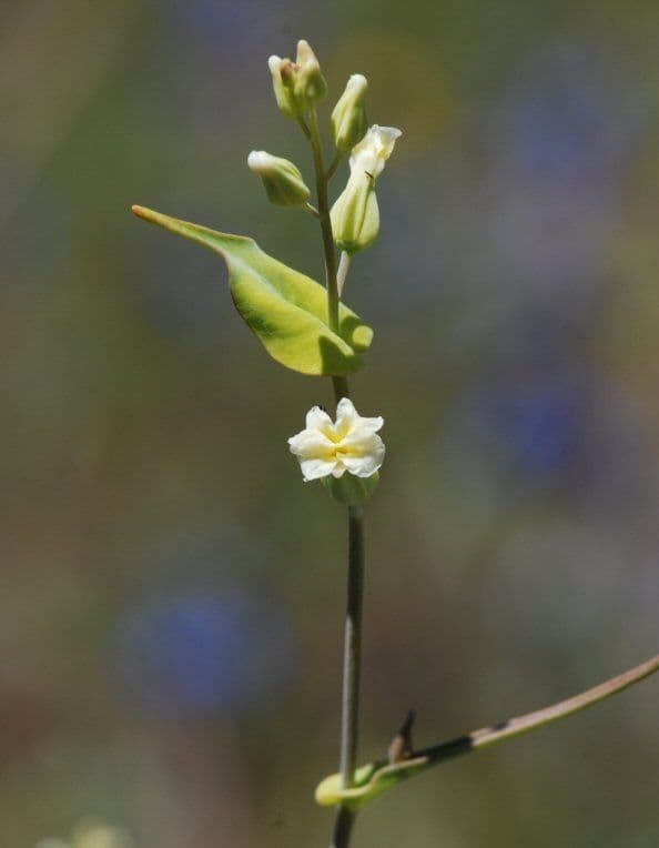 Streptanthus