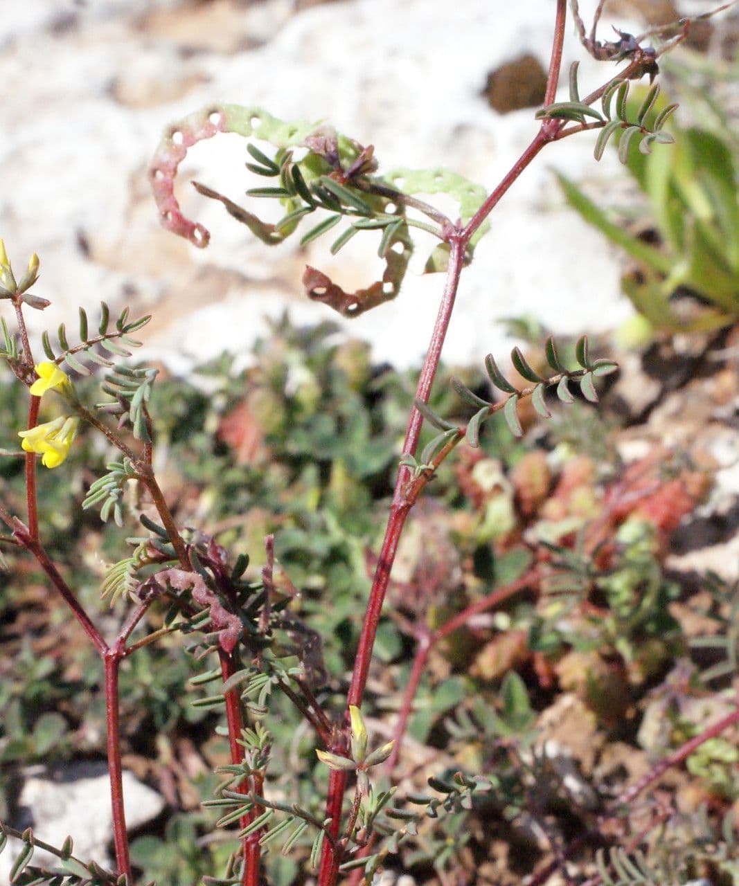 Ipocrepidi ciliata 24