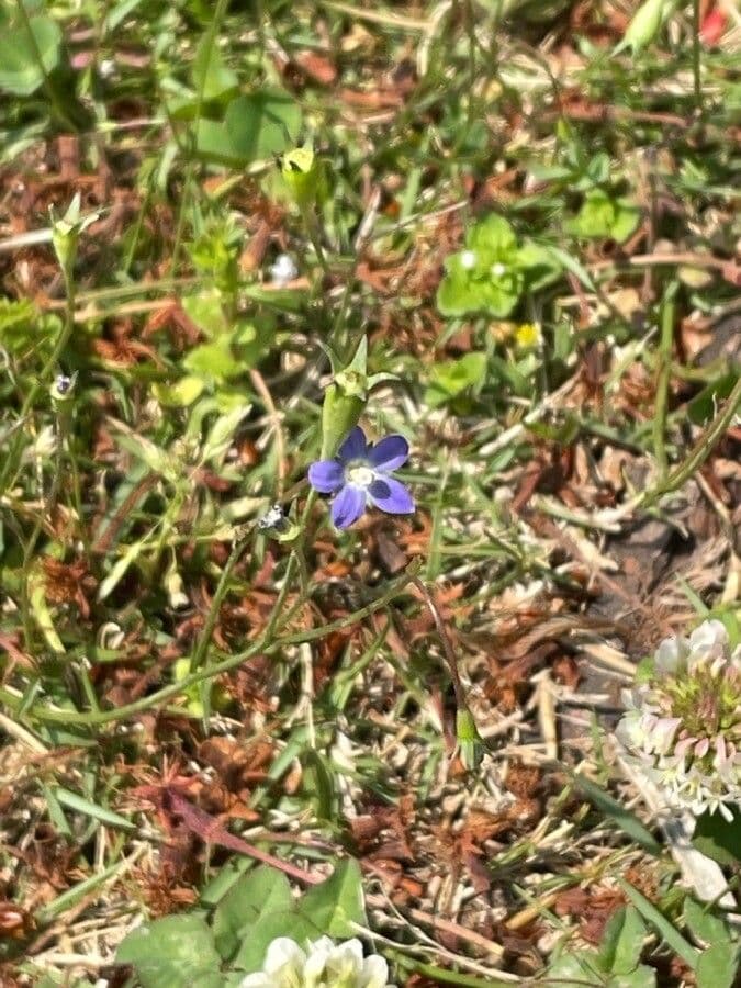 Wahlenbergia 3