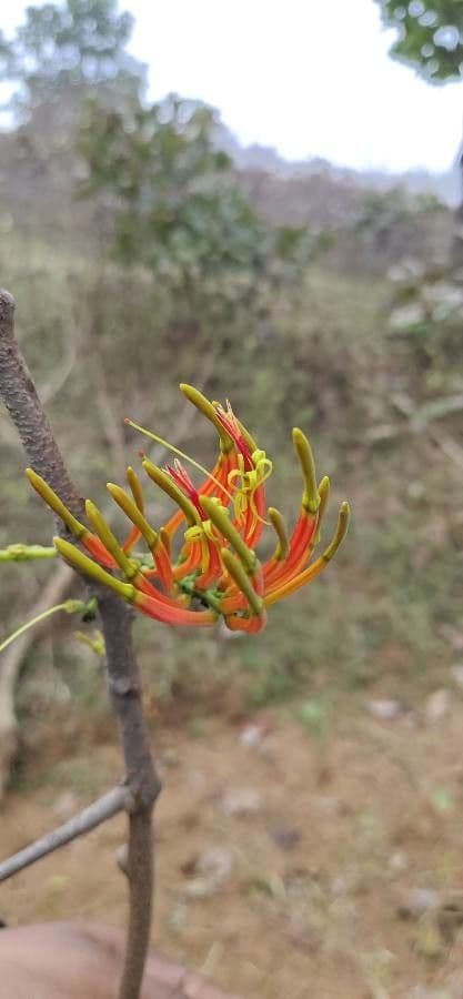 Dendrophthoe