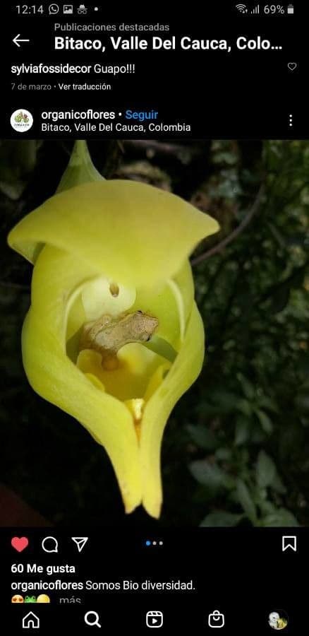 Orchidea Tulipano 2