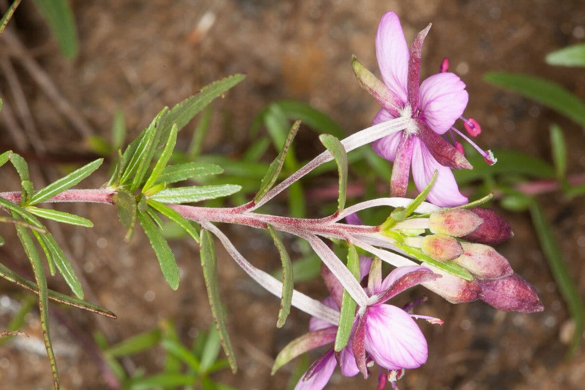 Épilobe 8