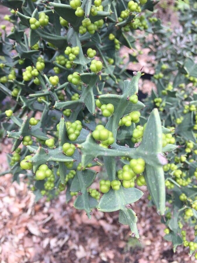 Colletia 2