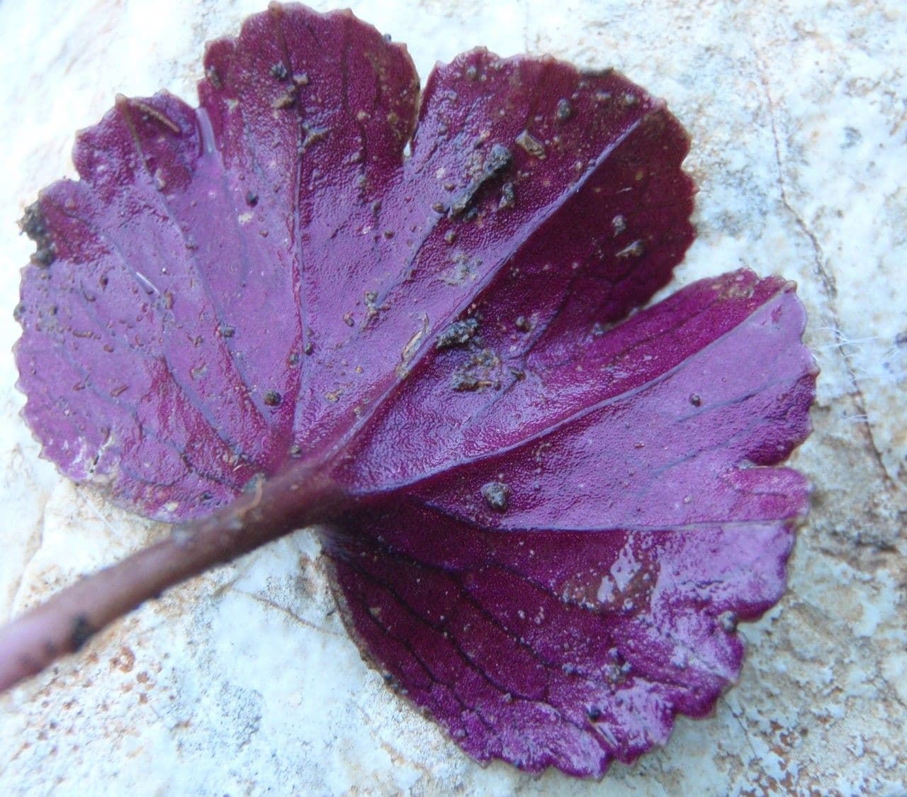 Anemone palmata 16