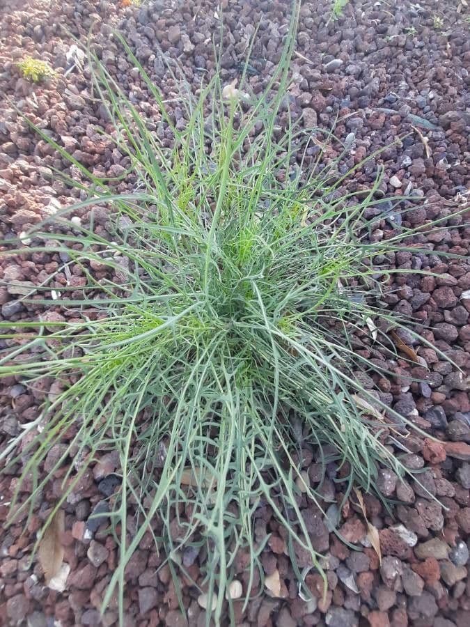 Thelesperma 11