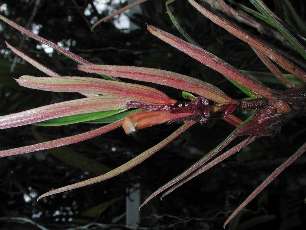 Columnea 5
