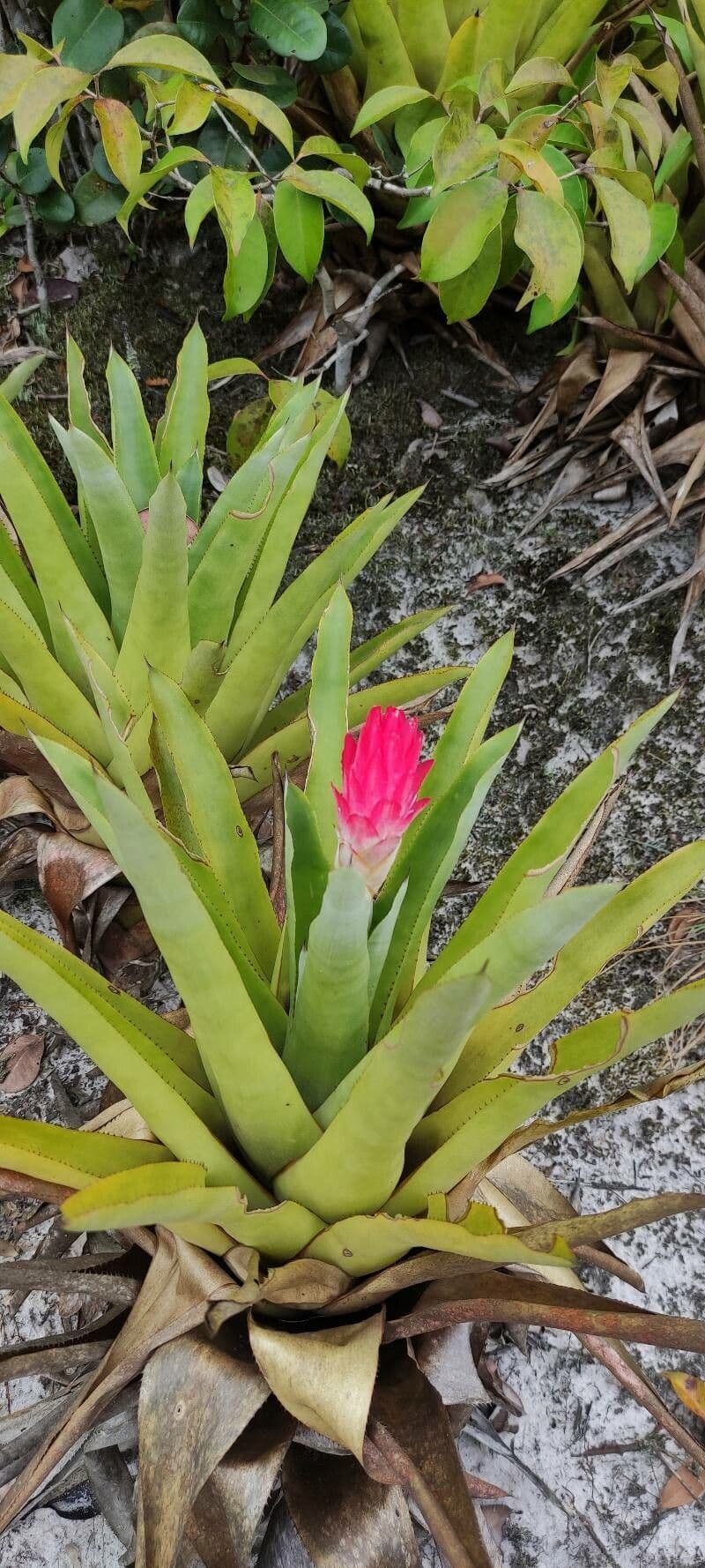 Quesnelia 11