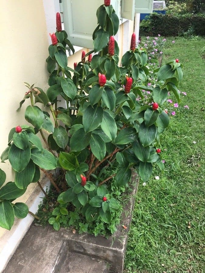 Costus 16