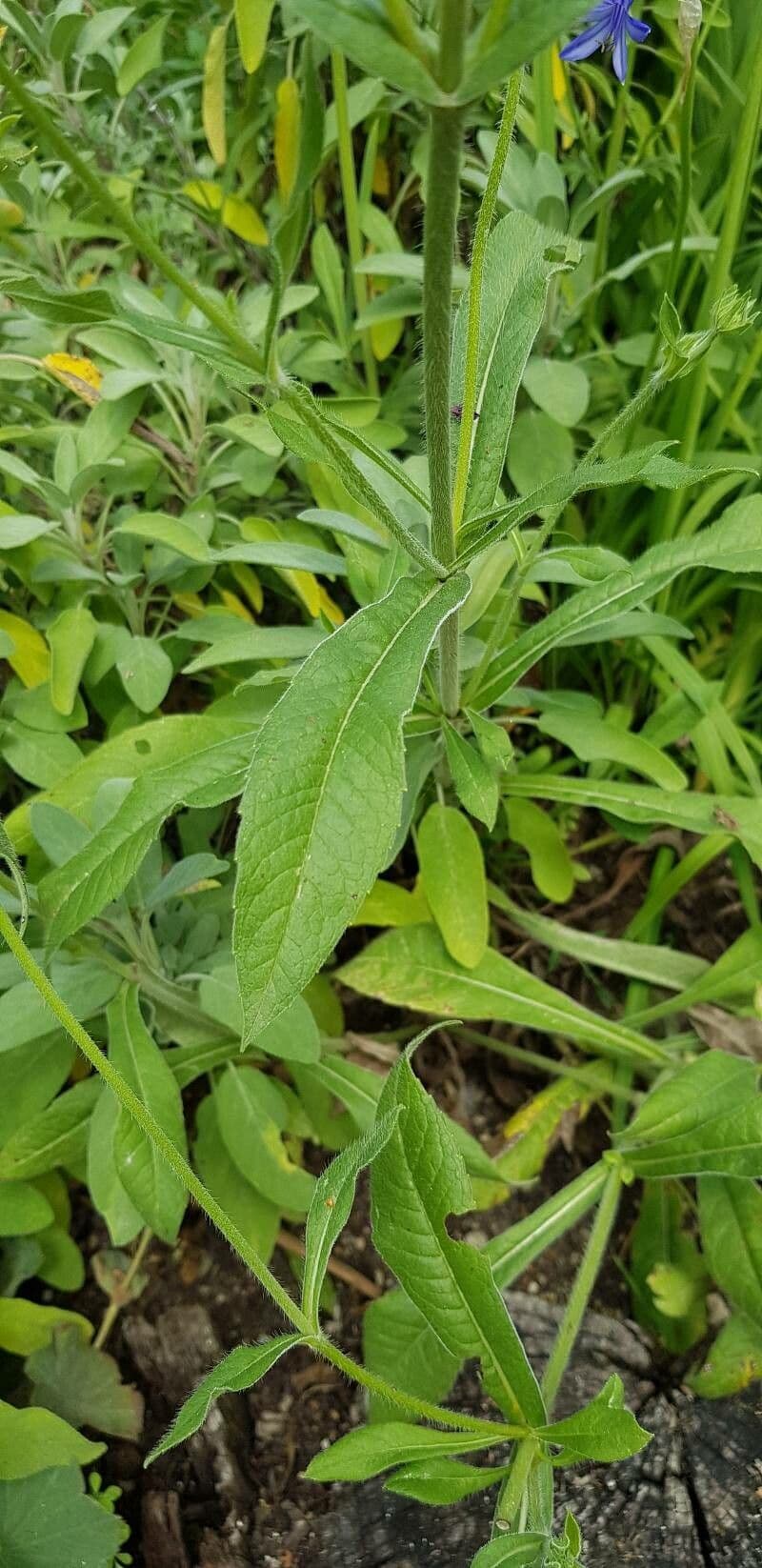 Knautia 16