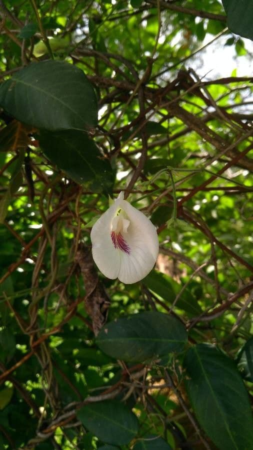 Clitoria falcata 3