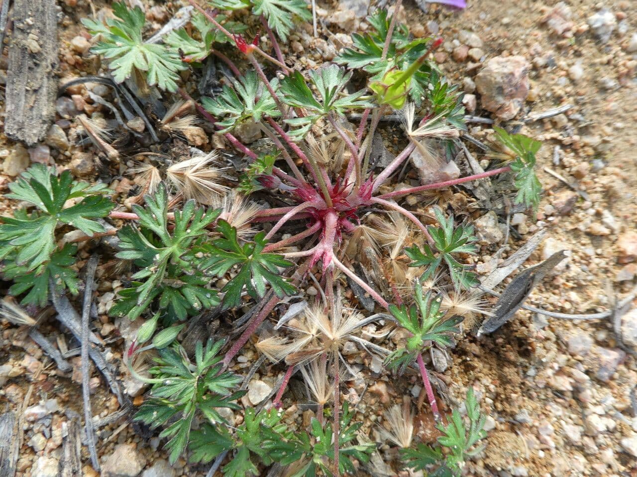 Géranium colombin 14