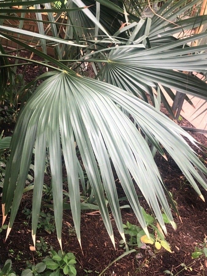 Palma Cana