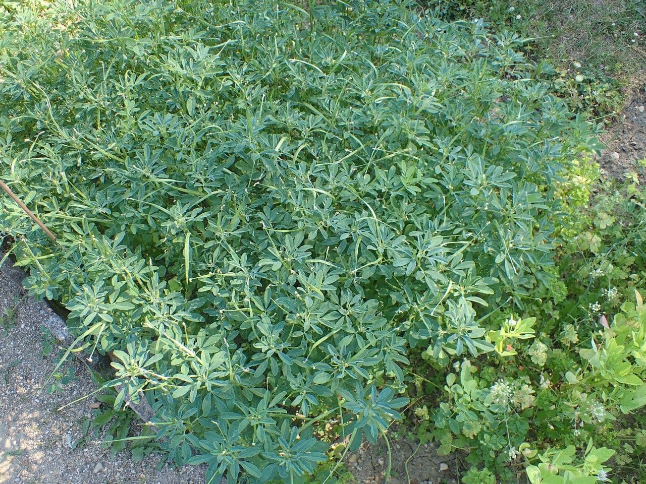 Sénégrain 11