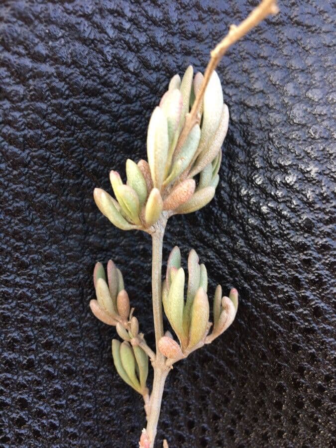 Porcellana di mare 6