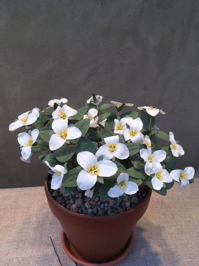 Trillium nivale 9