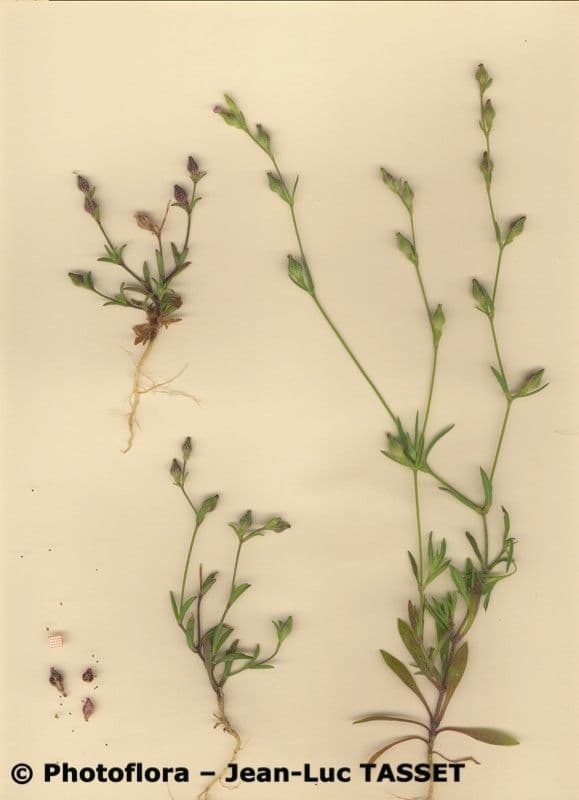 Silene