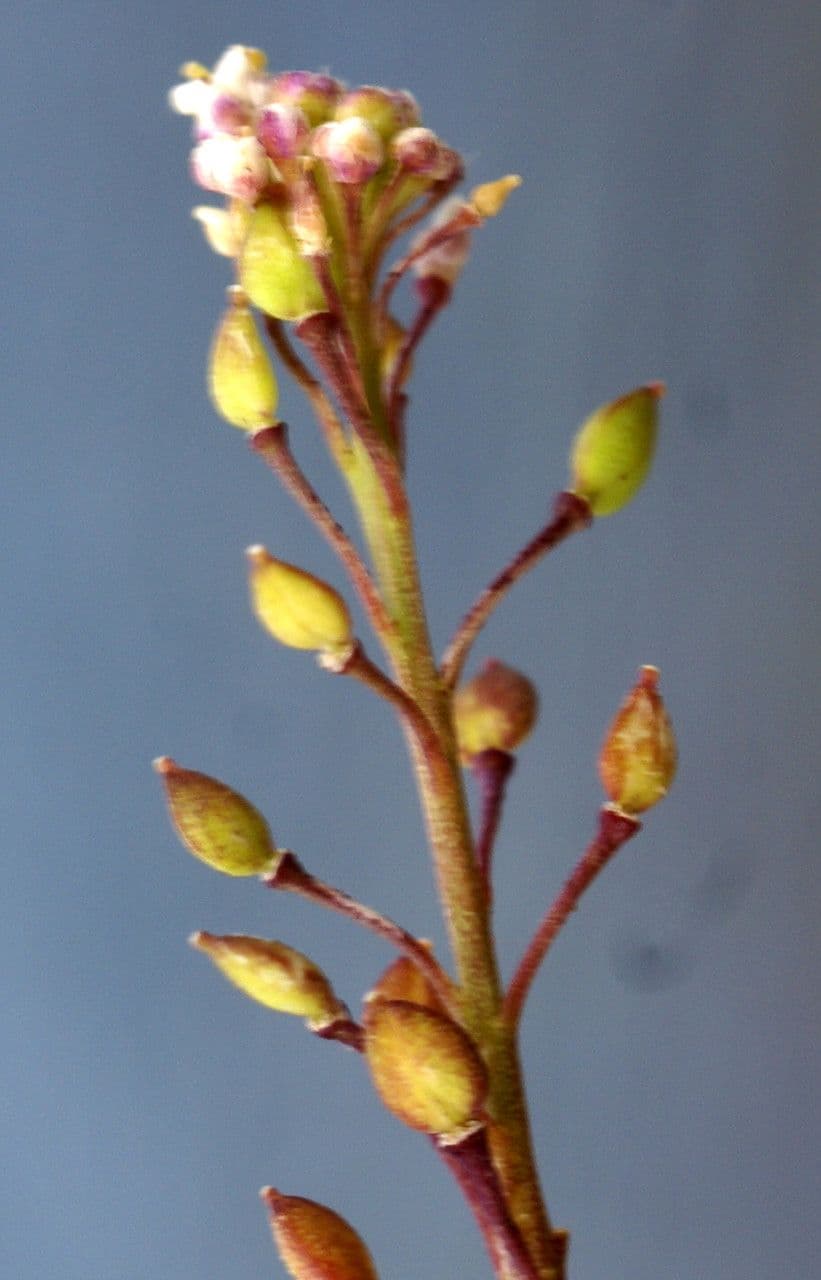 Lepidio graminifolio