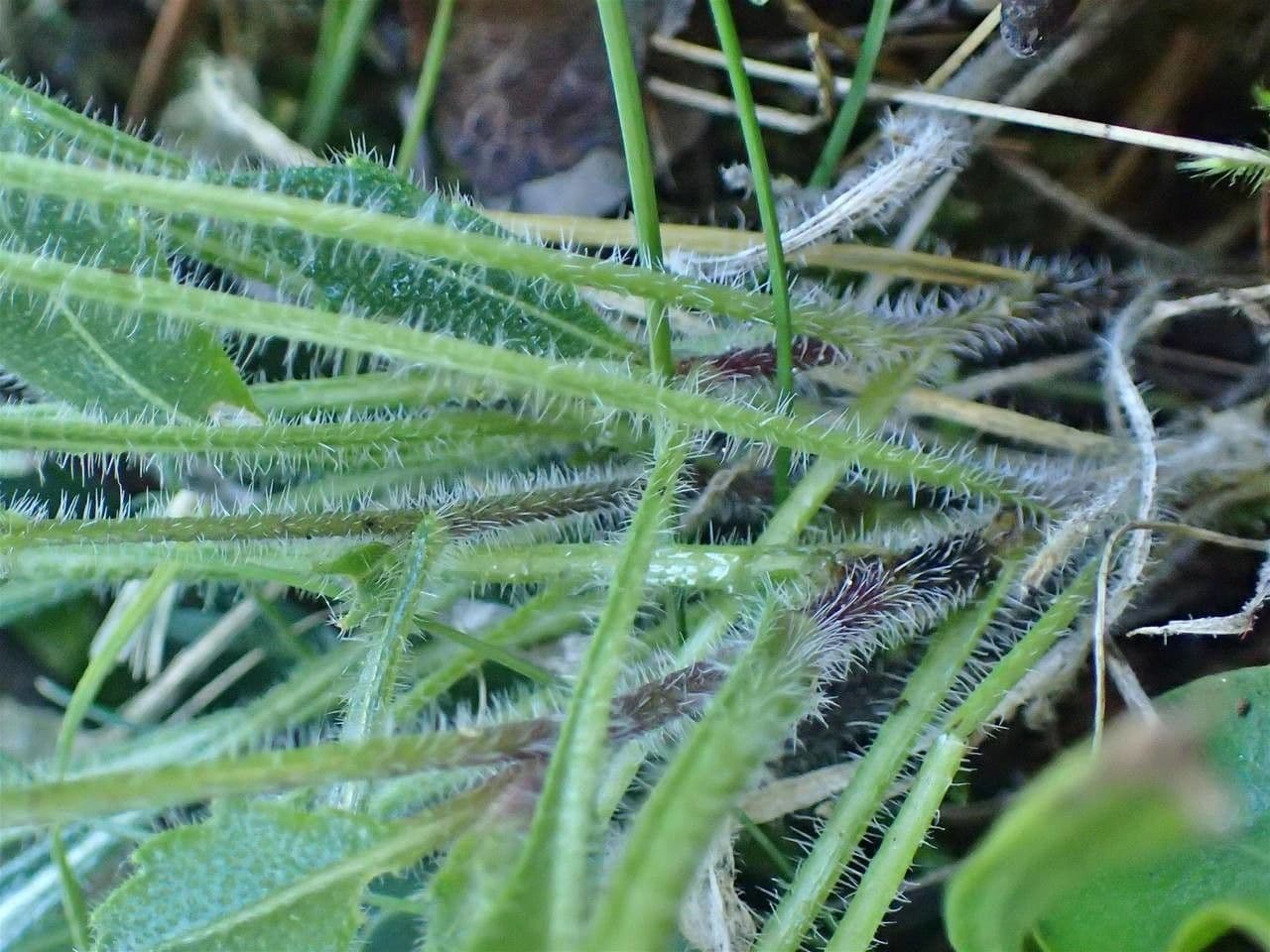 Biscutella 8