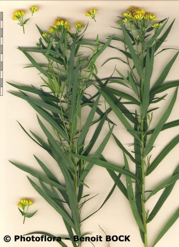 Euthamia graminifolia 28