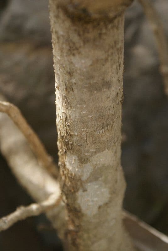 Königinnen-Ranke 18