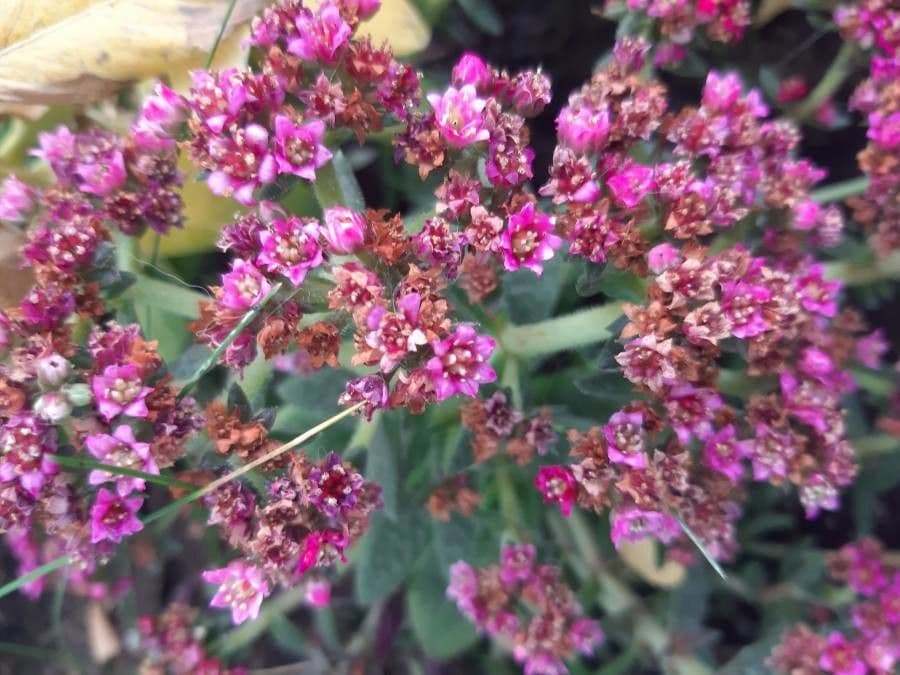 Crassula 3