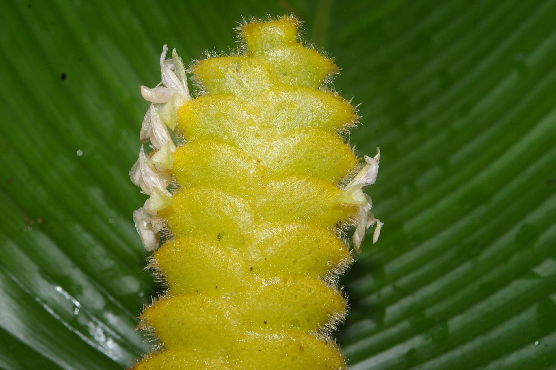 Kalatea 6