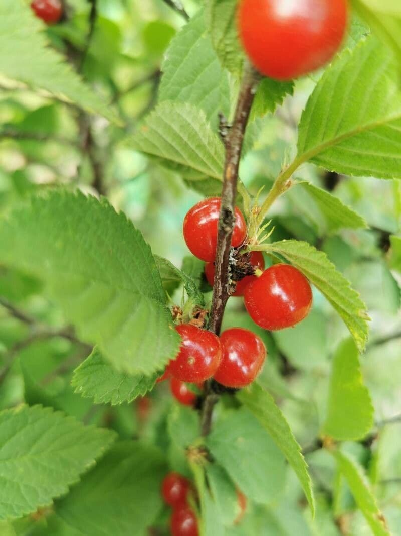 Prunus tomentosa