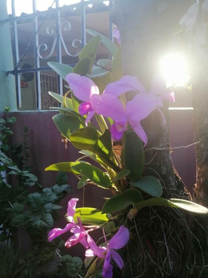 Lawrence-Cattleya 2