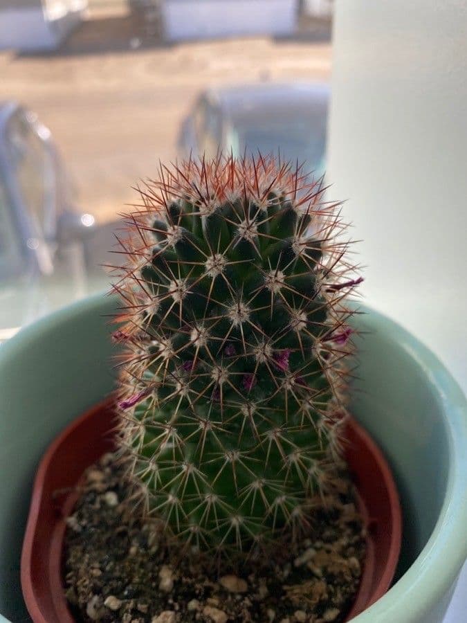 Mammillaria 17