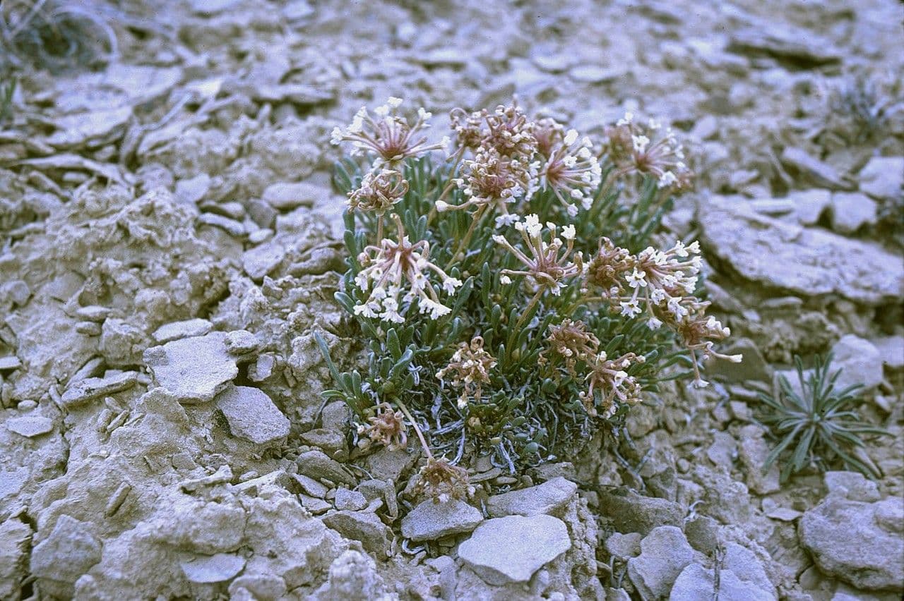 Abronia 2