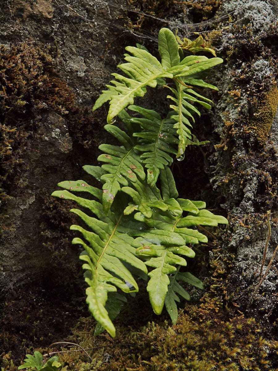 Polypodium occidentale