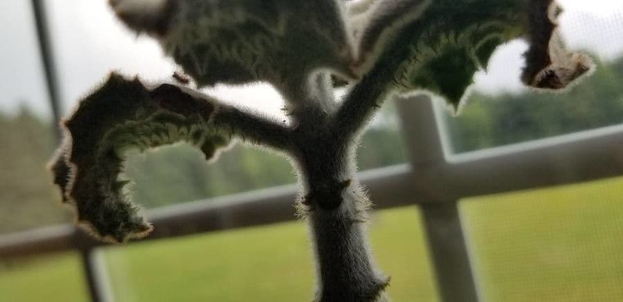 Donkey's ear 23