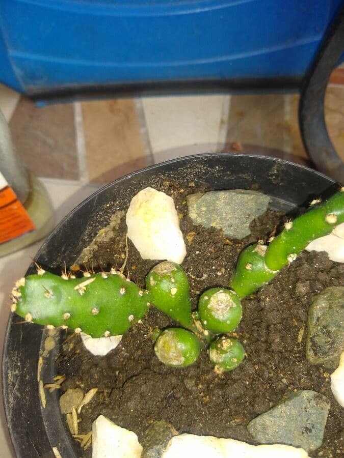 Opuncja Monacantha 14