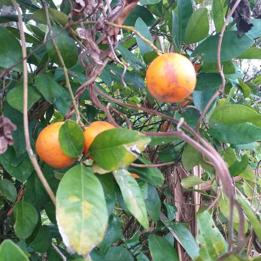 Arancio amaro 2