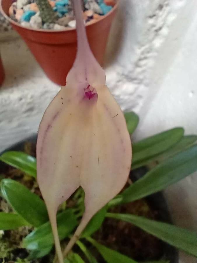 Masdevallia