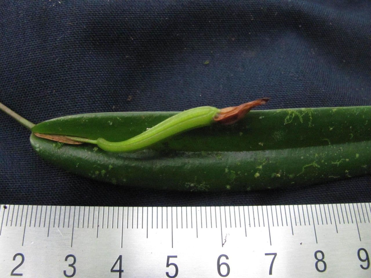 Tonduz' Pleurothallis 4