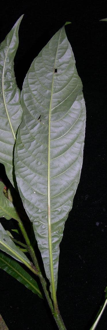 Aphelandra 13