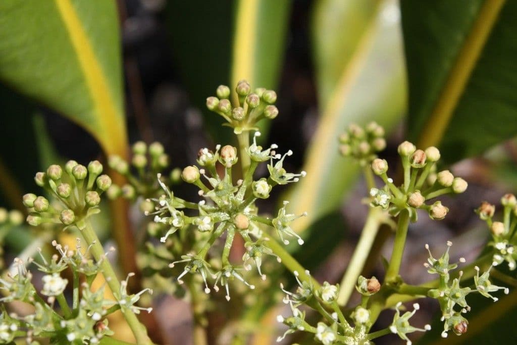 Myodocarpus 3