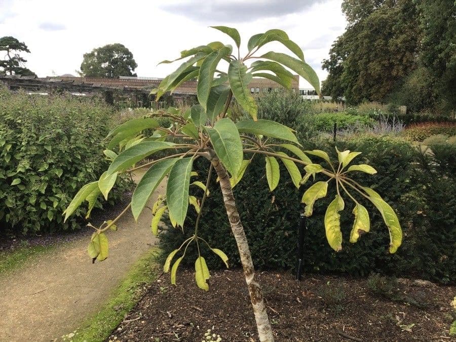 Schefflera
