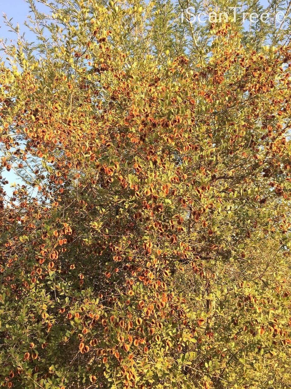 Combretum hereroense 10